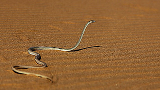 Namibia Fotosafari © Christine Dohler