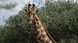 Namibia Fotosafari © Simon Bach