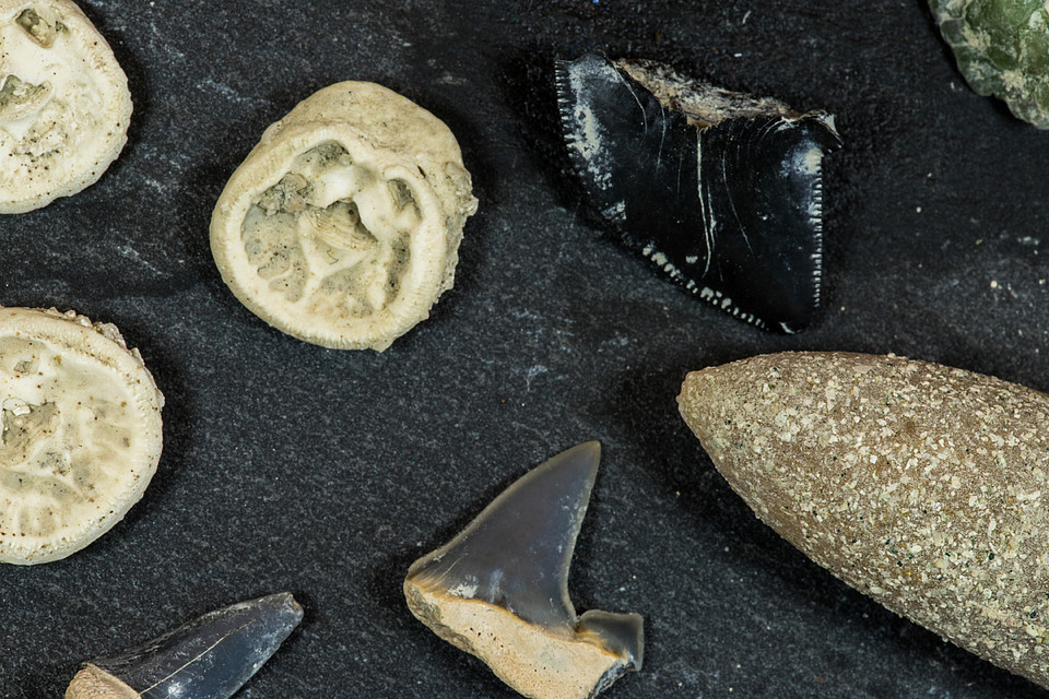 Die gefundenen Fossilien. Foto: Jurrien Veenstra