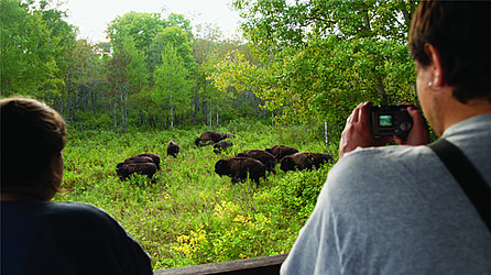 Tierfans beobachten Bisons in freier Wildbahn. © Travel Manitoba