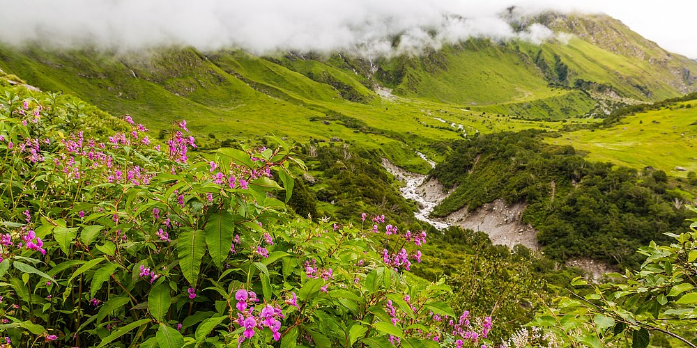 In der Himalaya-Region Garhwal, an der Grenze zu Nepal und Tibet, liegt das besonders in der Monsunzeit beeindruckende Tal der Blumen. © Vivek BR/Shutterstock