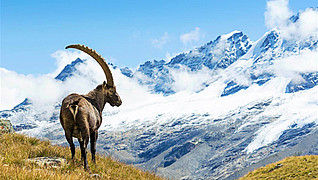 © ueuaphoto / Getty Images