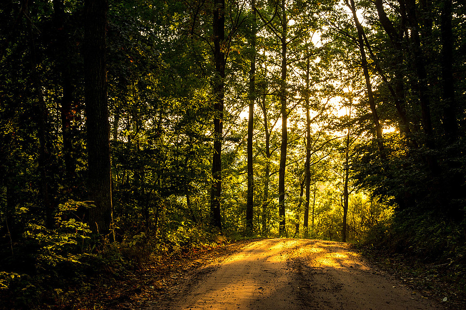 Der Sandweg durch den Buchenwald bei Drakamöllan. Foto: Jurrien Veenstra 