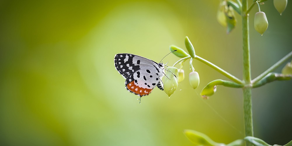 Größe ist nicht alles: Im Bannerghatta Nationalpark bei Bangalore beindrucken die grazilen bunten Schmetterlinge. ©  Incredible India