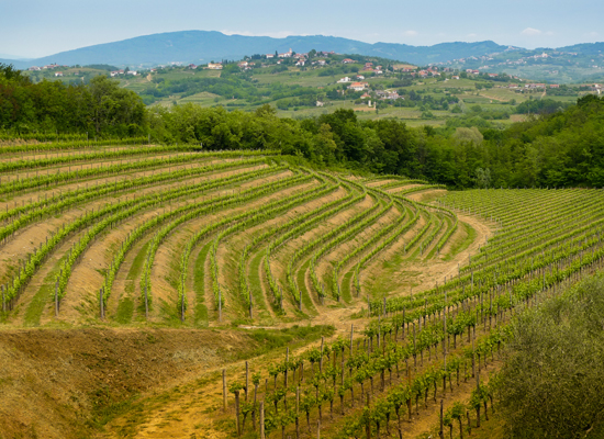 Weinberge auf den Hügeln von Collio, Friaul. © Mario Savoia / Shutterstock