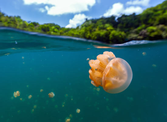 Der Ongeim'l Tketau ("Quallensee") in Palau © BlueOrange Studio / Shutterstock
