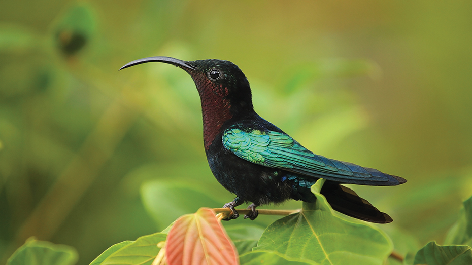 Das unerschlossene Dominica ist ein Tierparadies, auch der Granatkolibri hat hier Zuflucht gefunden. 