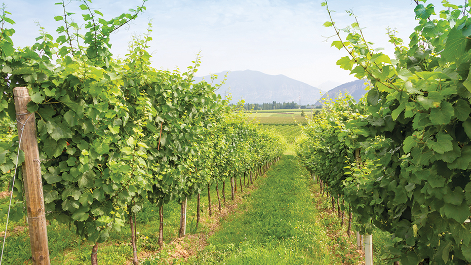 Dank geografischer und klimatischer Vielfalt produziert SA eine große Bandbreite von Weinen.