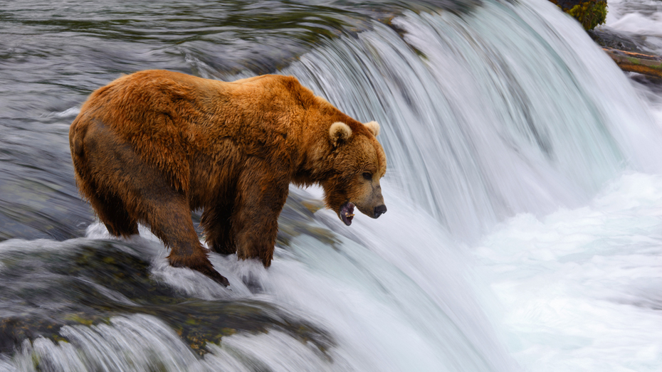 Bär auf Lachsfang in Alaska / © Naphat Photography/Getty Images