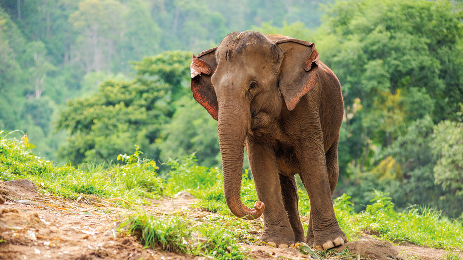 Besuch die sanften Riesen im Chiang Mai's National Park, Thailand. / © cons972/Getty Images