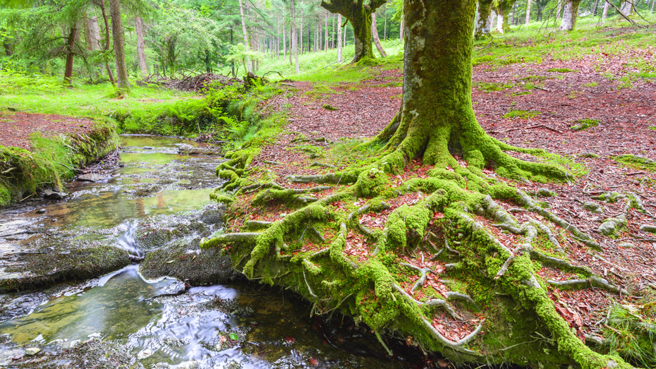 Gorbeas grüne Wälder sorgen für einen malerischen Zwischenstopp. / © AlbertoLoyo/Getty Images