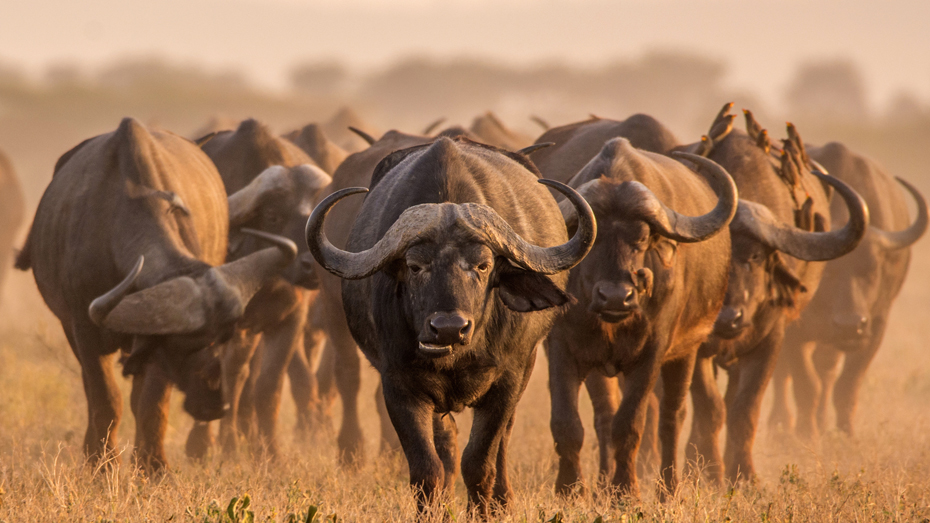In Südafrikas Nationalparks leben zahlreiche Wildtierarten, darunter auch die Kaffernbüffel © MHGALLERY / iStockphoto / Getty Images
