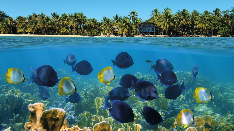 Farbenfrohe Korallenriffe vor Bocas del Toro an Panamas Karibikküste © Vilainecrevette / Shutterstock