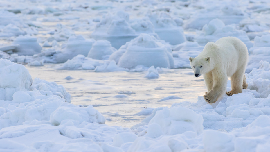 Ein Eisbär überquert das Eis an der Küste der Hudson Bay in Manitoba © Robert Postma / Design Pics / Getty Images