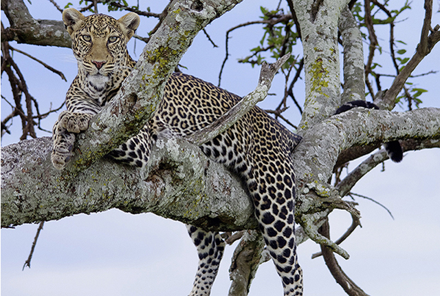 Leopard Masai-Maranationalpark