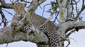 Leopard Masai Mara