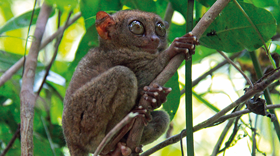 Sieh auf Bohol dem kleinen Tarsier direkt in seine riesigen Augen. © erlebe-fernreisen GmbH