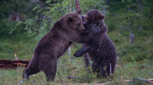 Kämpfende Bären © Mario Nonaka