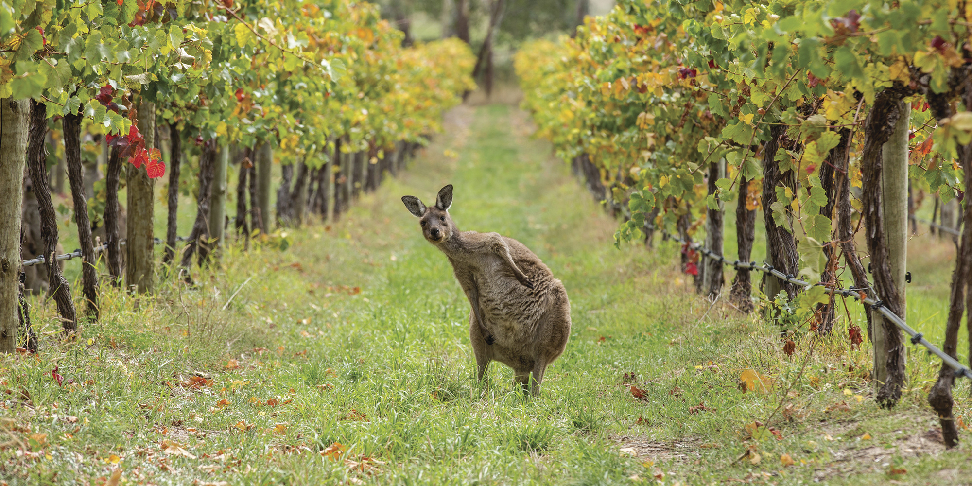 Kangaroo, Escapegoat Adventures Bike Tour © Tourism Australia/Greg Snell - South Australia's Wildlife Caretaker