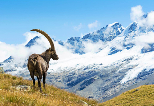 In Gran Paradiso treffen Wanderer mit etwas Glück auf Steinböcke © ueuaphoto / Getty Images