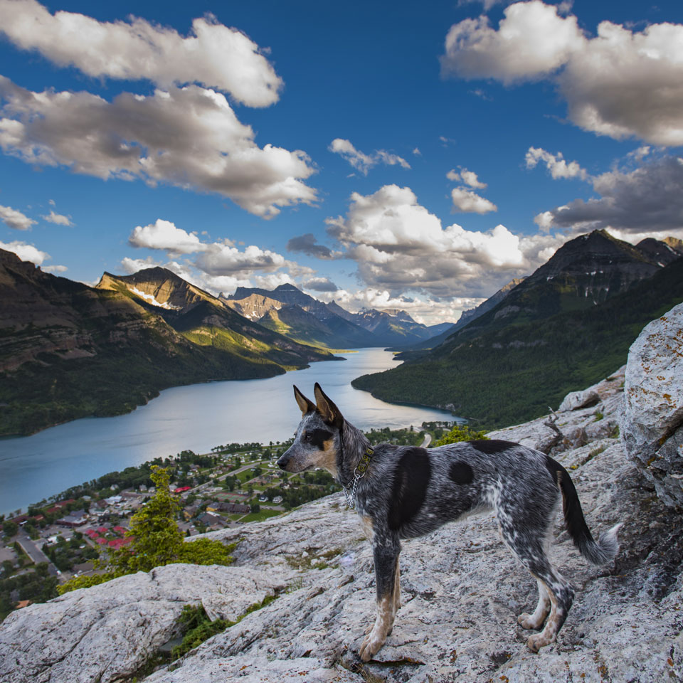 Wandern mit einem Blue-Heeler-Welpen hoch über Waterton Townsite in den Rocky Mountains - (Foto: © BGSmith / shutterstock)