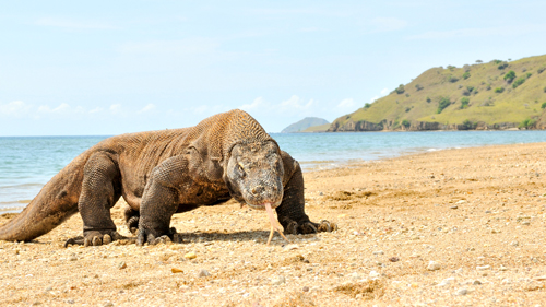 Waran auf Komodo Island - (Foto: ©Barry Kusuma/Getty Royalty Free)