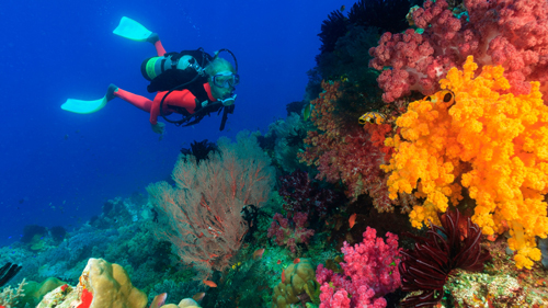 Korallenriff in Indonesien - (Foto: ©Stuart Westmorland/Getty Royalty Free)