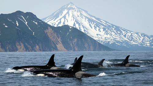 Bei Vancouver tummeln sich die Orcas - (Foto: ©Lazareva/istock.com)