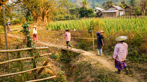 Bauern kehren abends von den Feldern nahe Hsipaw heim - (Foto: ©steve estvanik/Shutterstock Royalty Free)