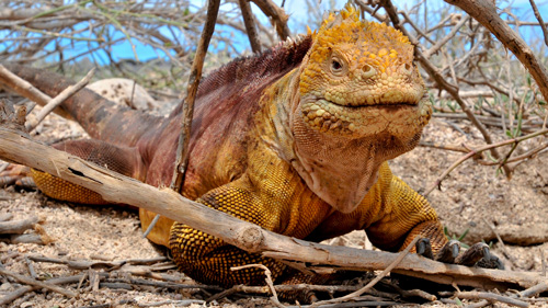 Leguan auf den Galapagos - (Foto: © fungofan/Budget Travel Collection)