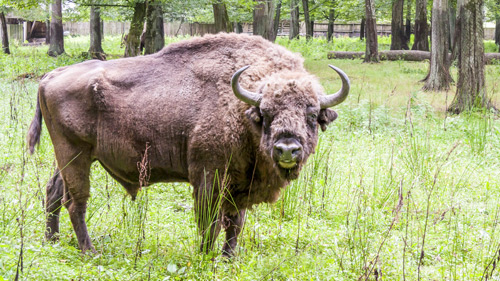 Wisent im Bialowieski Nationalpark, Polen - (Foto: ©parys/Getty Royalty Free)