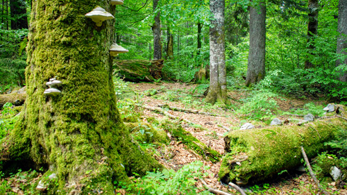 Der Urwald Rothwald im Wildnisgebiet Dürrenstein - (Foto: ©Theo Kust)