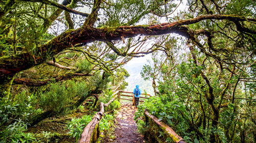 Ein Weg zu einer Aussichtsplattform im Garajonay Nationalpark - (Foto: ©RossHelen/istock.com)