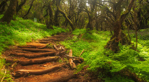 Wege im La Garajonay Nationalpark auf La Gomera - (foto: ©pawopa3336/istock.com) 