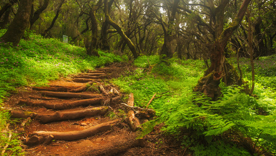 Wege im La Garajonay Nationalpark auf La Gomera - (foto: ©pawopa3336/istock.com) 