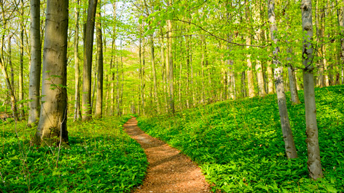 Ein Weg führt zwischen Bärlauch und Buchen hindurch - (Foto: ©AVTG/istock.com)