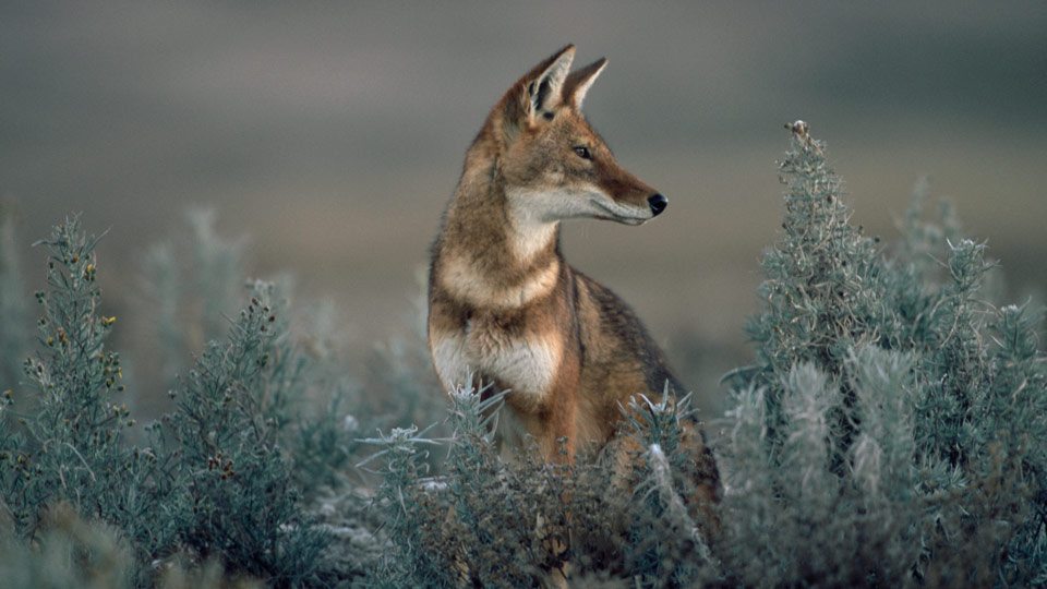 Der endemische äthiopische Wolf ist bedroht - (Foto: © Anup Shah / Getty Images)