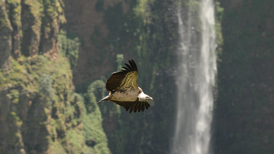 Mit etwas Glück sieht man Lammergeier (Bartgeier) im Simien Mountains National Park - (Foto: © LSP1982 / Getty Images) 