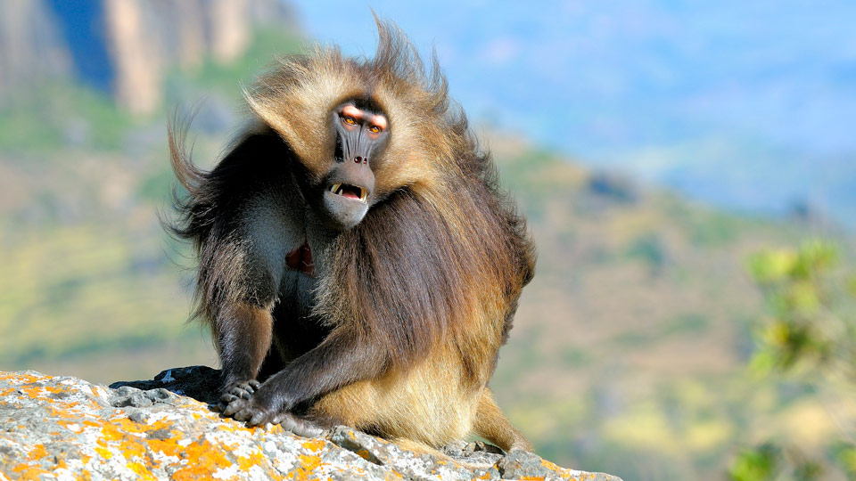 Geladas bilden Horden mit mehr als 100 Artgenossen - (Foto: © Vittorio Ricci - Italien / Getty Images)