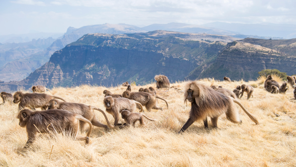 Der Semien Mountains National Park wurde 1969 gegründet, um die seltenen endemischen Tierarten zu schützen - (Foto: Getty Images/iStockphoto)