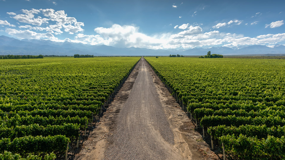 Ein Feldweg führt durch idyllische Weinfelder in Mendoza - (Foto: ©José García/500px)