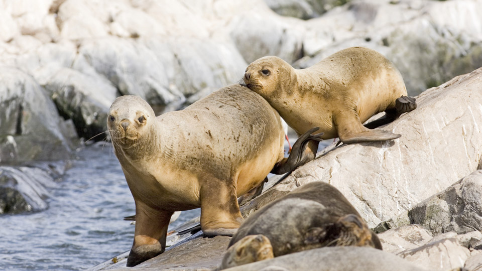 Die Peninsula Valdes ist Heimat zahlreicher Robben und anderer Tiere - (Foto: ©David Tipling/Getty Images)