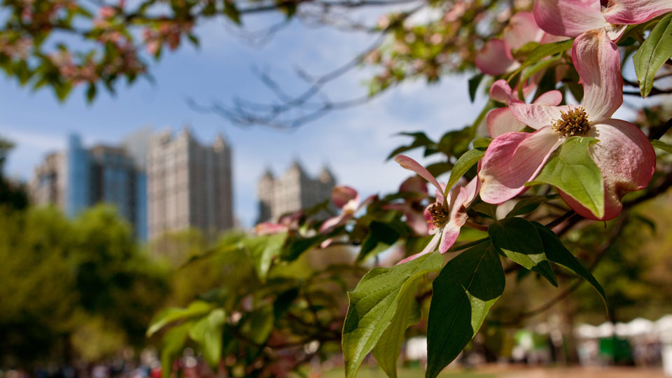 Die rosa Blüten eines Hartriegelbaums im Piedmont Park umrahmen das Stadtbild von Atlanta im Frühling - (Foto: © Blulz60/Getty Images/iStockphoto)