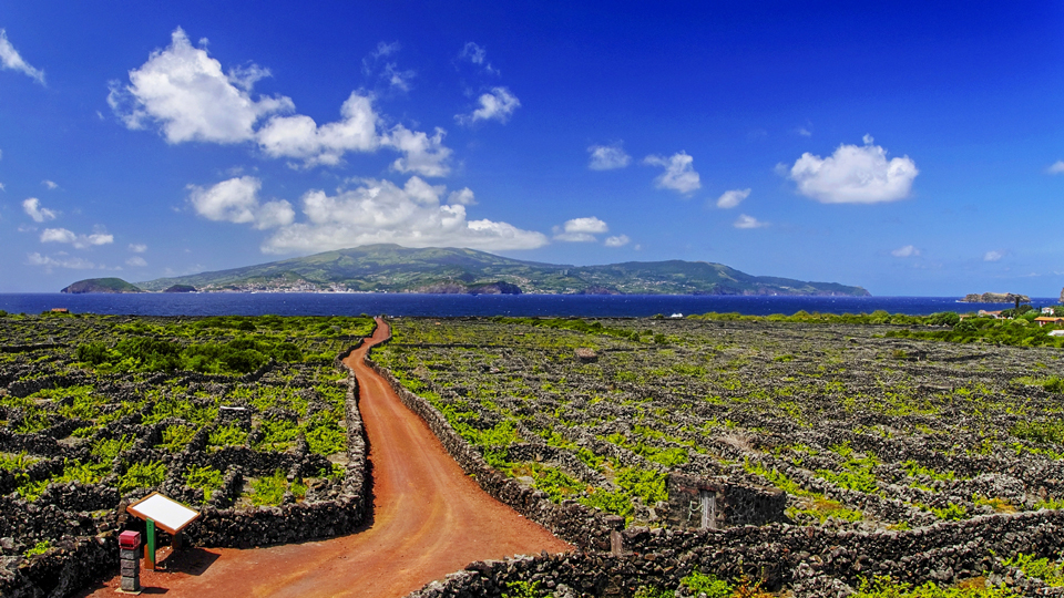 Radtour: Die Weinberge auf Pico gehören zum UNESCO Weltkulturerbe – (Foto: ©Rafal Gadomski/Shutterstock)