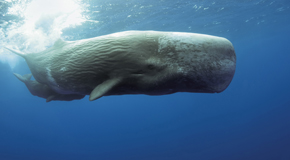 Pottwale vor den Azoren: Mutter mit Kalb – (Foto: ©Westend61 Premium/Shutterstock)