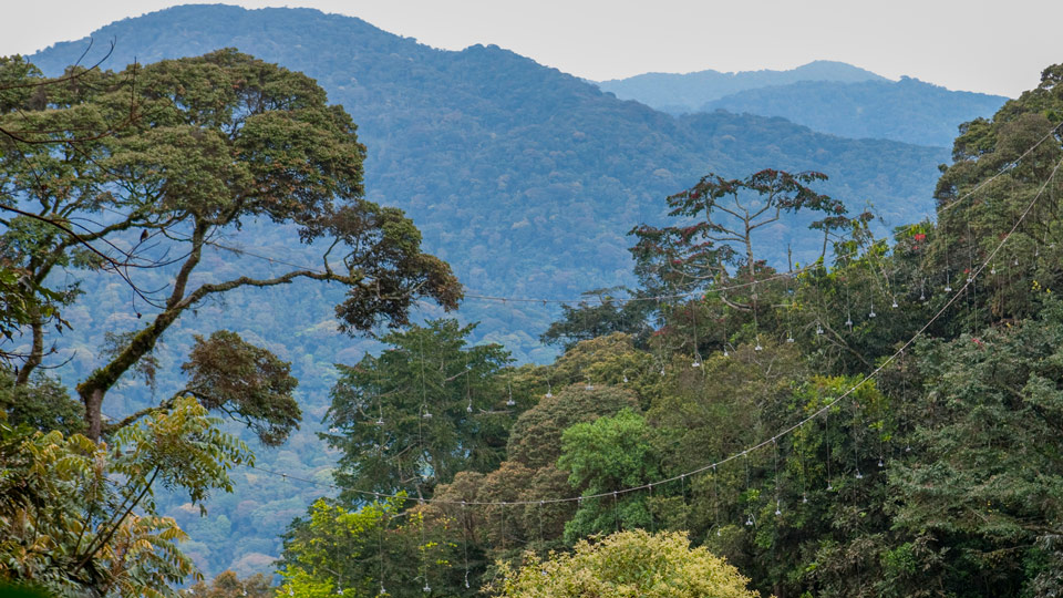 Urwaldriesen vom Baldachinspaziergang des Nyungwe-Nationalparks aus gesehen - (Foto: ©Eric Lafforgue/Lonely Planet)
