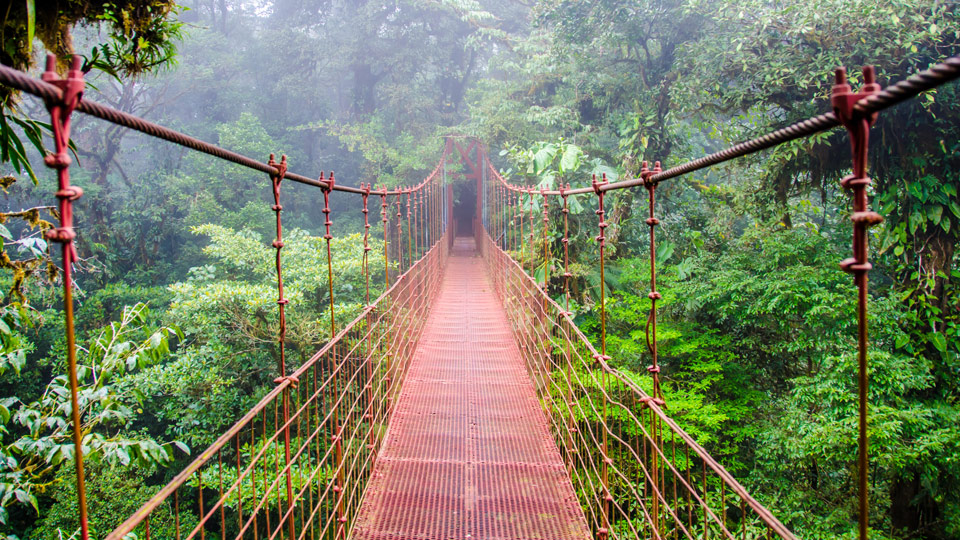 Hoch hinaus: auf schwankenden Hängebrücken die Wälder der Erde von oben sehen - (Foto: © Simon Dannhauer/Shutterstock)