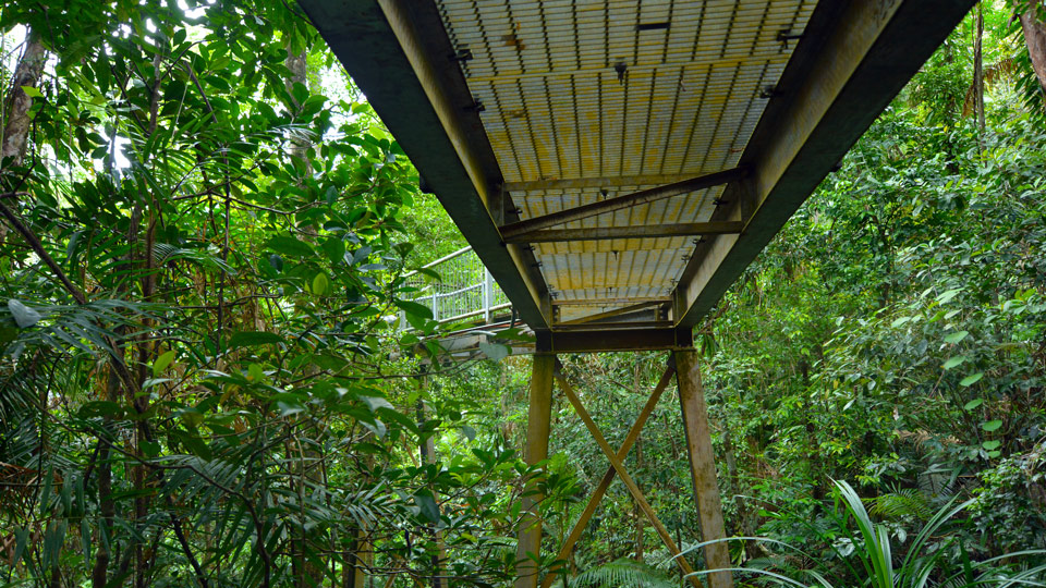 Neben Gehwegen über zehn Meter Höhe lockt im Daintree Discovery Center auch ein 23 Meter hoher Aussichtsturm - (Foto: © ChameleoneEye/Shutterstock)