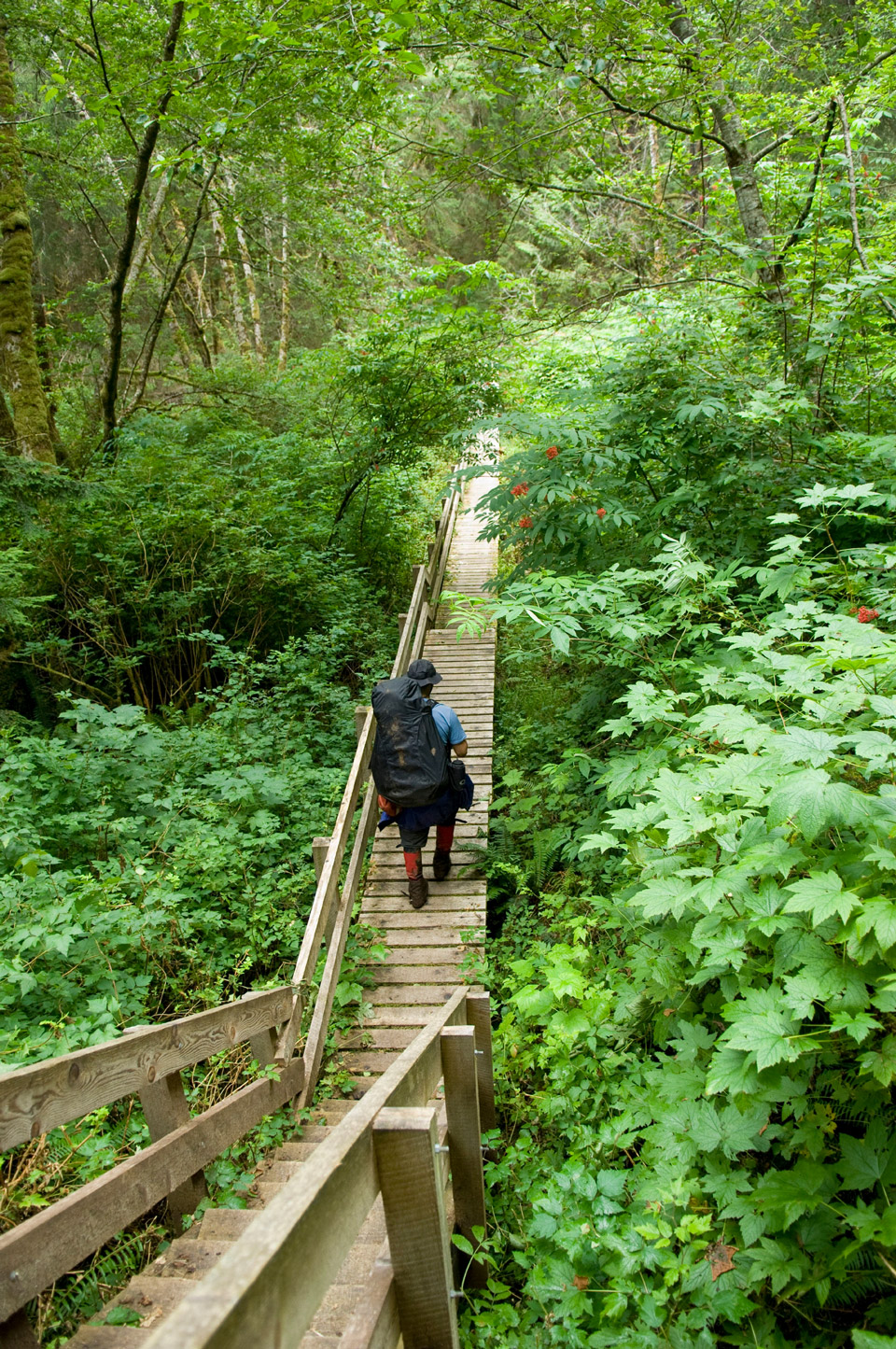 Der West Coast Trail in Kanada verdient ernsthafte Lobeshymnen - (Foto: © Radius Images / Alamy Stock Photo) 