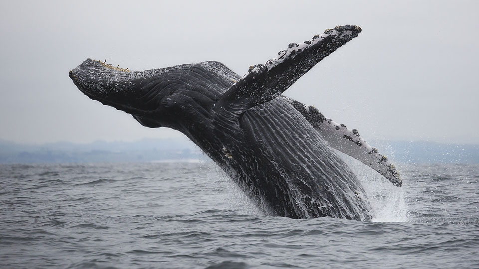 Buckelwale sind im Frühjahr im Big Sur-Gebiet zu beobachten - (Foto: © Chase Dekker / Shutterstock)